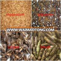 Wholesale High Protein Feeding Insects